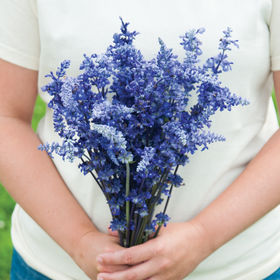 Salvia - Bleu Victoria