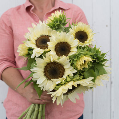 Sunflower - ProCut White Nite