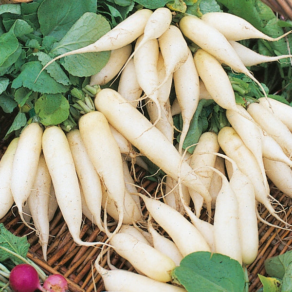 Radish - White Icicle