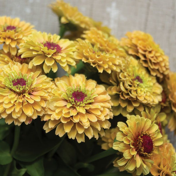 Zinnia - Pêche citronnée Queeny