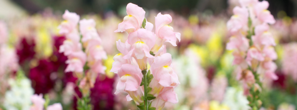 A Grower's Guide to Snapdragon Group Numbers and Season Planning