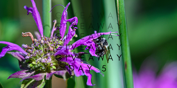 24 Days of Giveaways - Day 5 Pollinator Friendly