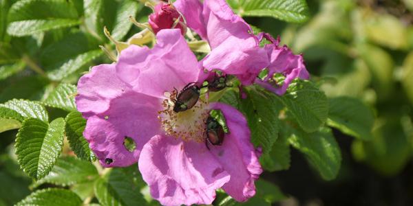 Do squished Japanese beetles attract more beetles?