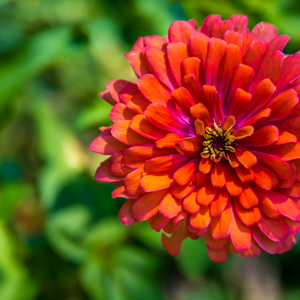 Zinnias