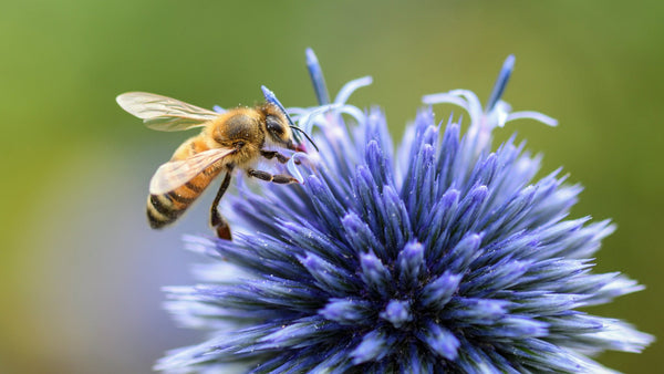 Pollinator Friendly