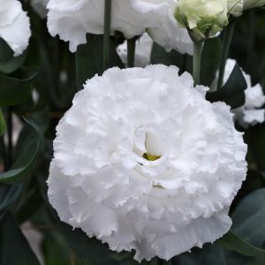 Lisianthus - Corelli Sugoi II White