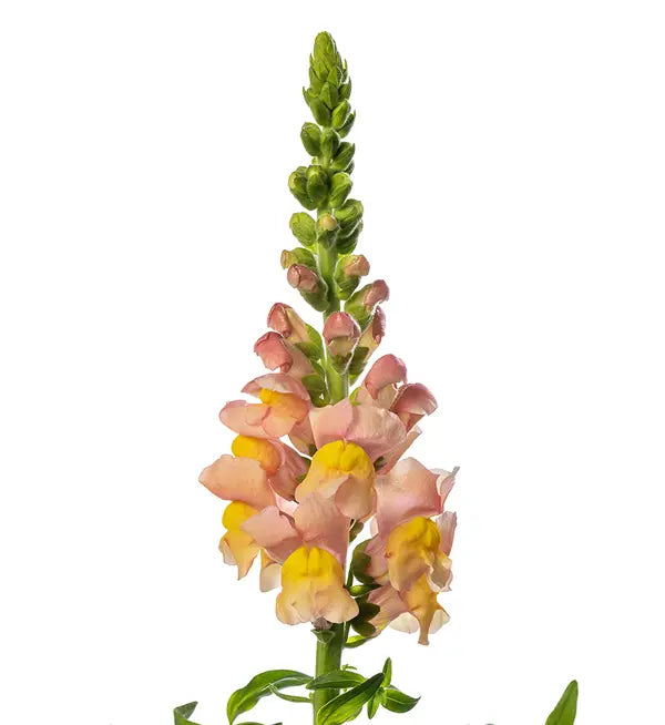 Snapdragon - Avignon Apricot