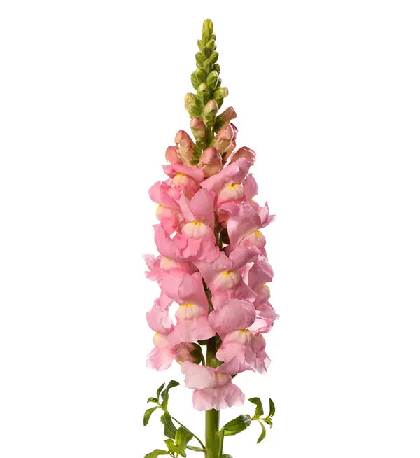 Snapdragon - Avignon Light Rose