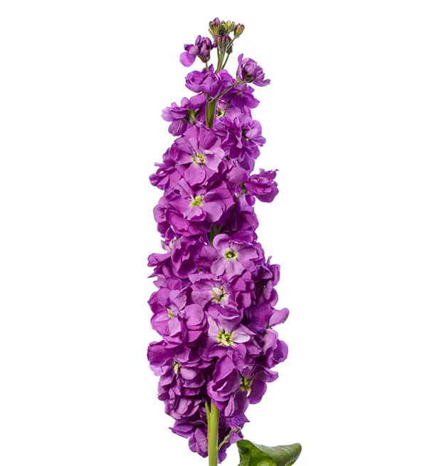 Stock - Colonne Lilas Lavande