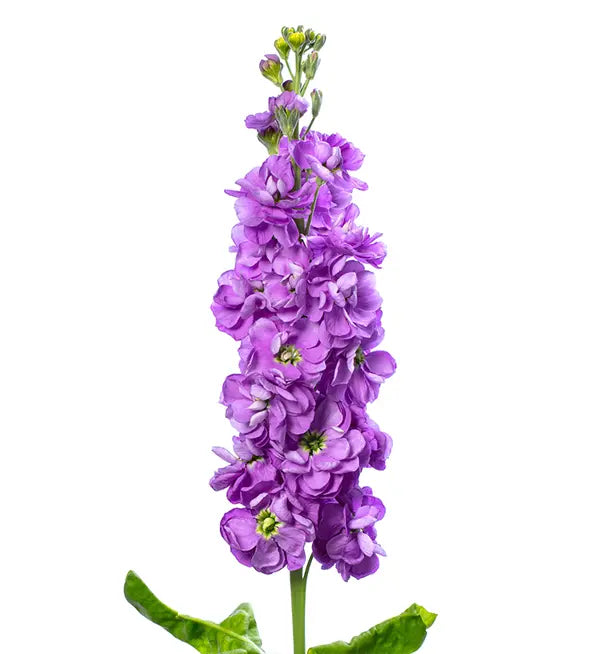 Stock - Colonne Lilas Lavande