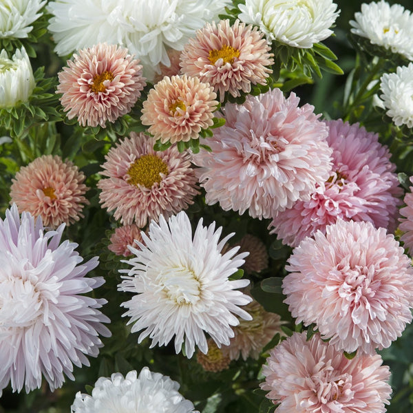 Aster - Fleur de pommier King Size