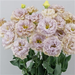 Lisianthus - Blue Chateau