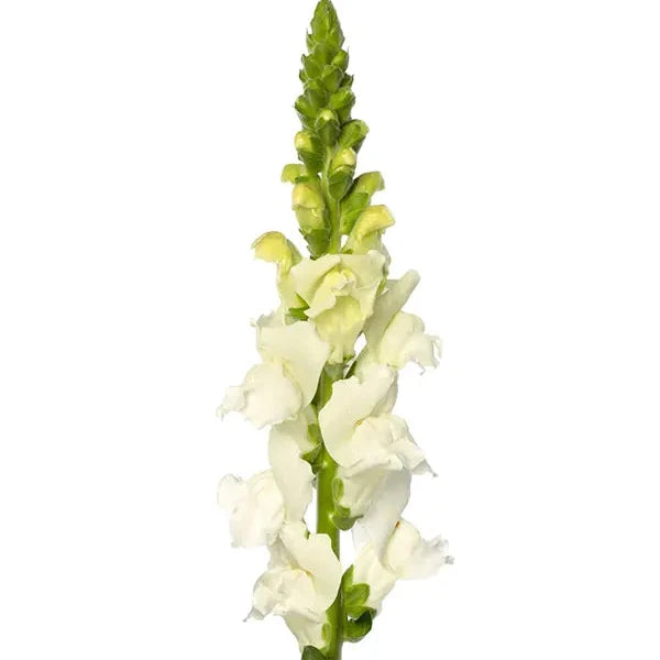 Snapdragon - Cannes White