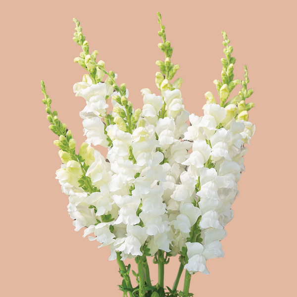 Snapdragon - Costa Midly White