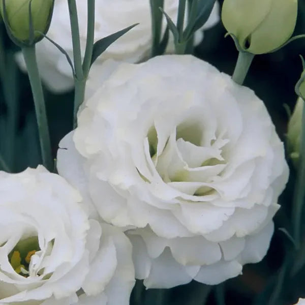 Lisianthus - Croma III Silky White