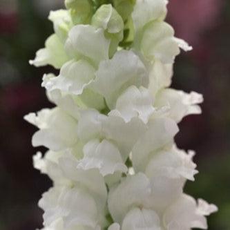 Snapdragon - Legend White