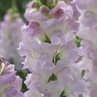 Snapdragon - Legend Light Pink