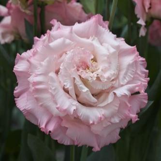 Lisianthus - Corelli Sugoi III Light Pink