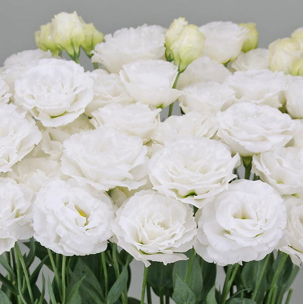 Lisianthus - Wedding 2 Kiss