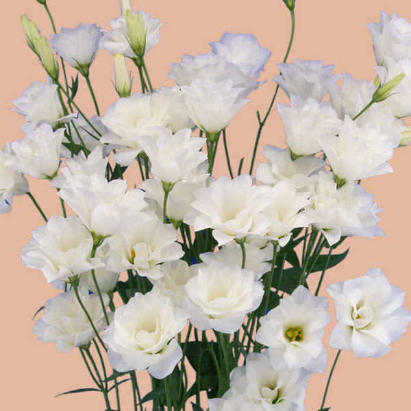 Lisianthus - Macheriena White