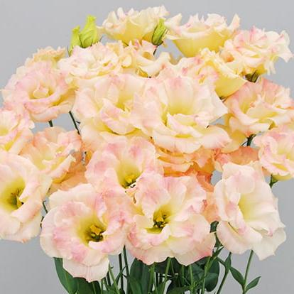 Lisianthus - Megalo 2 Champagne