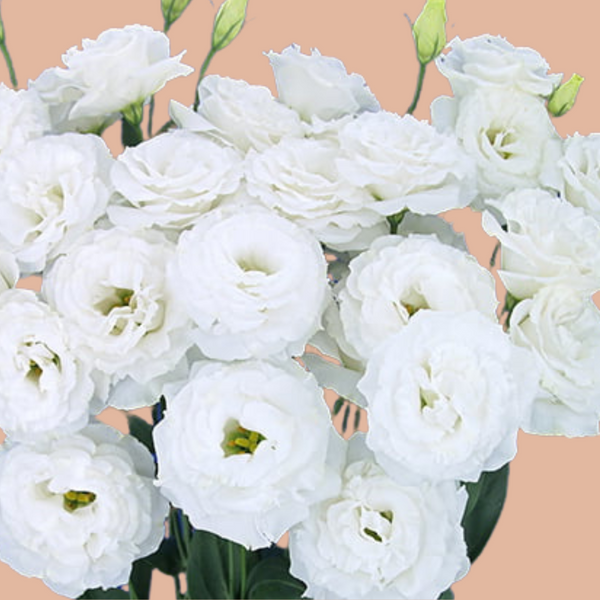 Lisianthus - Megalo 2 Mega White