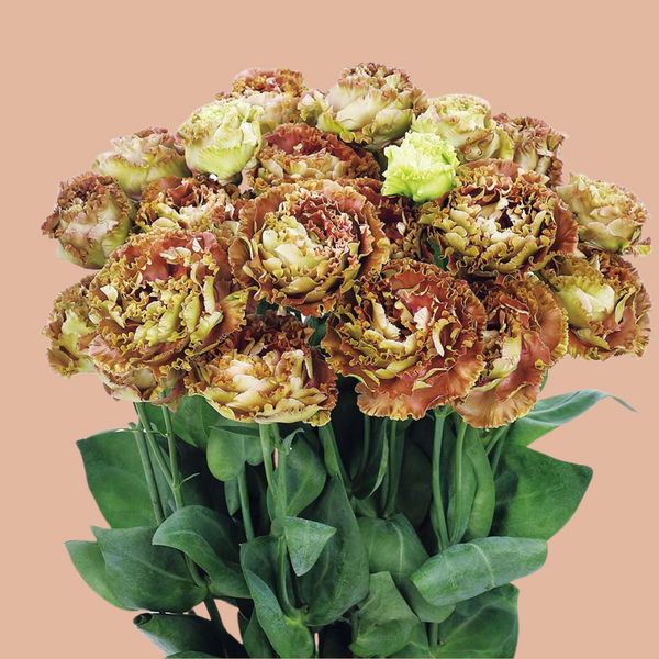 Lisianthus - Rosanne 2 Terracotta