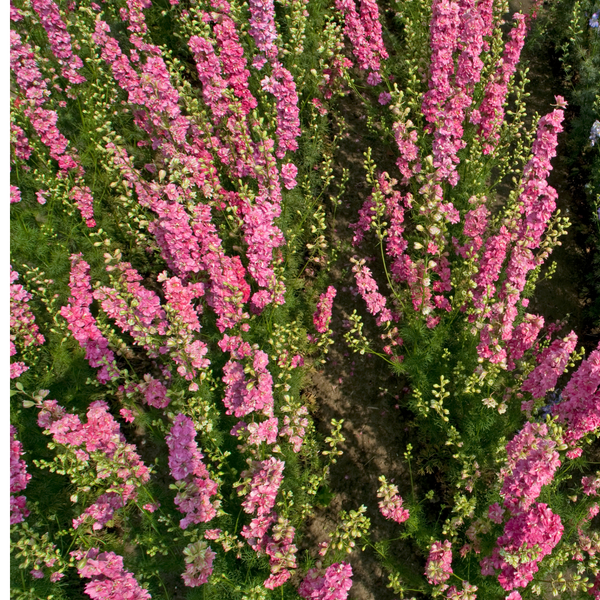 Larkspur - Tall Pink