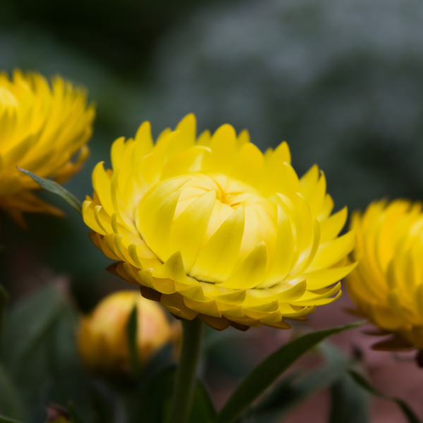 Strawflower - Lemon