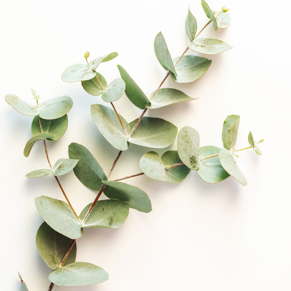 Eucalyptus - Baby Blue Bouquet