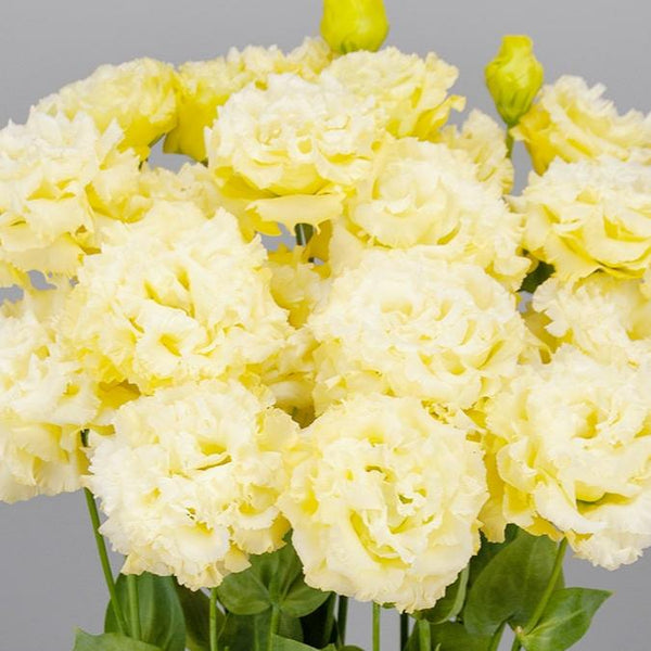 Lisianthus - Celeb 2 Yellow