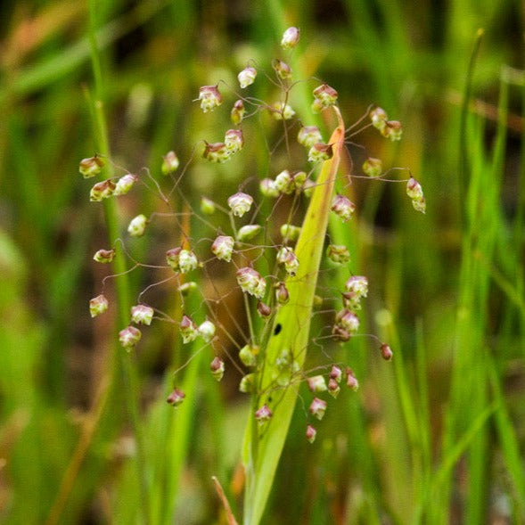 Decorative Grass - Little Quaking Grass