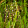 Decorative Grass - Little Quaking Grass