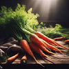 Carrots - Scarlet Nantes