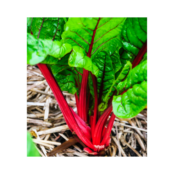 Swiss Chard - Red Ruby