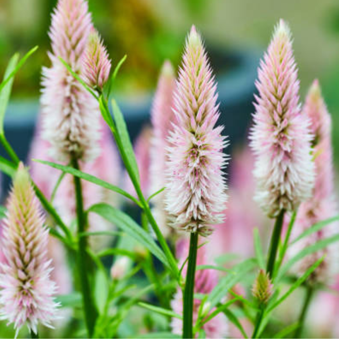 Celosia Xantippe Stems Flower Farm
