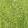Flax Grass