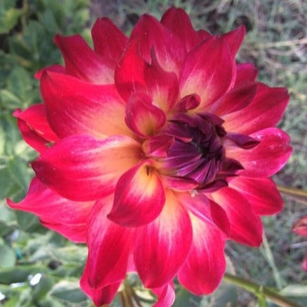 Dahlia Tuber - AC Rosebud