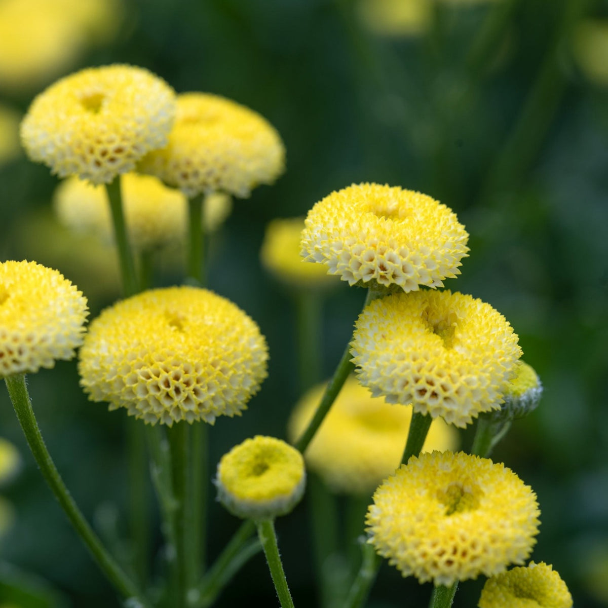 Feverfew Amazone Stems Flower Farm