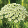 Queen Anne's Lace - Green Mist