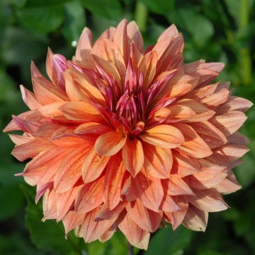 Dahlia Tuber Andy's Legacy Stems Flower Farm