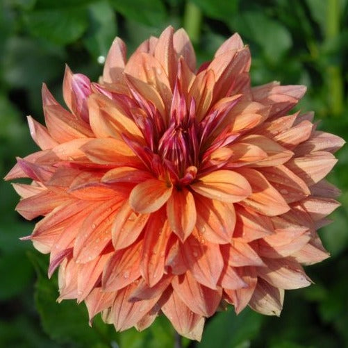 Dahlia Tuber - Andy's Legacy