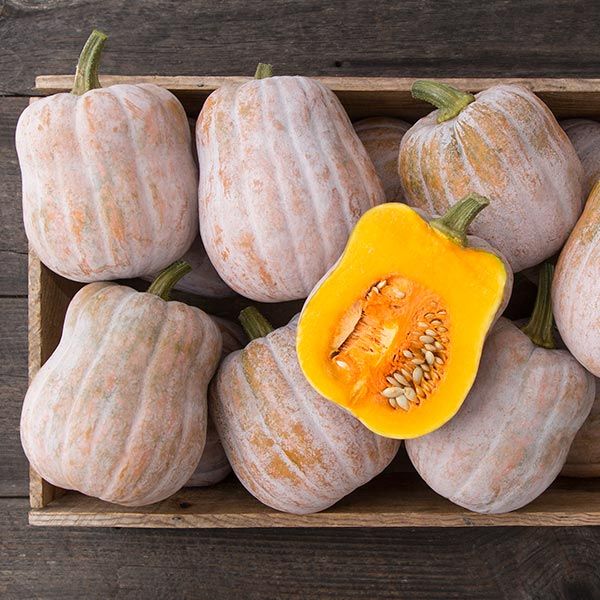 Squash (Winter) - Autumn Frost Butternut