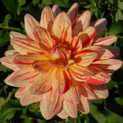 Dahlia Tuber - Awe Shucks