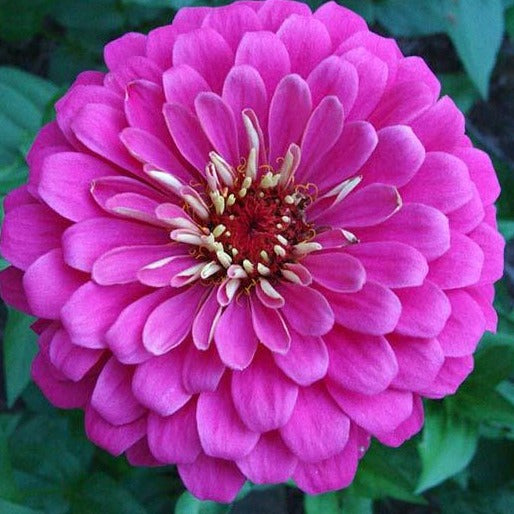 Zinnia - Lilas de Bénaire