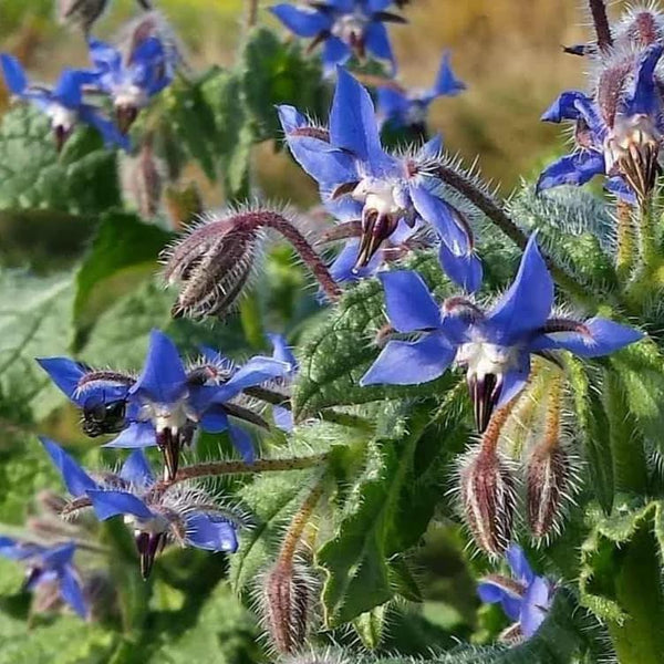 Borage