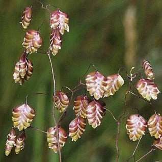 Herbe décorative - Herbe tremblante