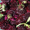 Pincushion Flower - Burgundy Beau