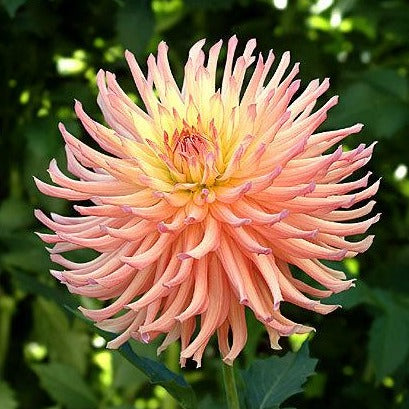 Dahlia Tuber - Camano Sitka