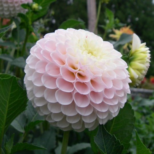 Dahlia Tuber - Camano Zoe